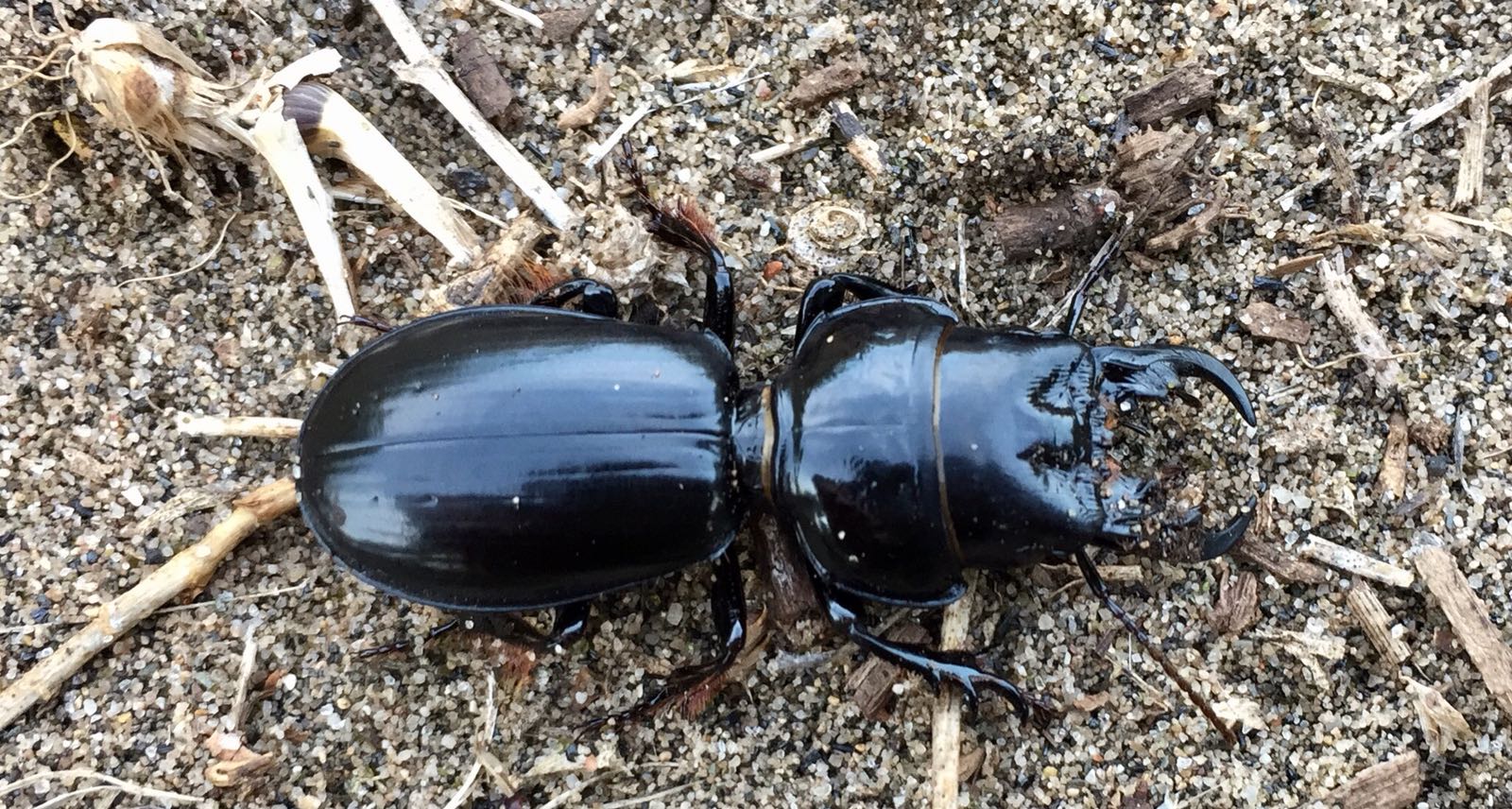 Lo Scarites buparius, un insetto bello e raro